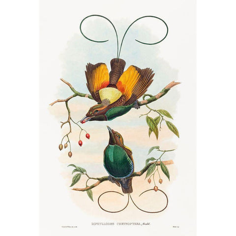 Diphyllodes chrysoptera-Magnificent Bird of Paradise White Modern Wood Framed Art Print by Gould, John