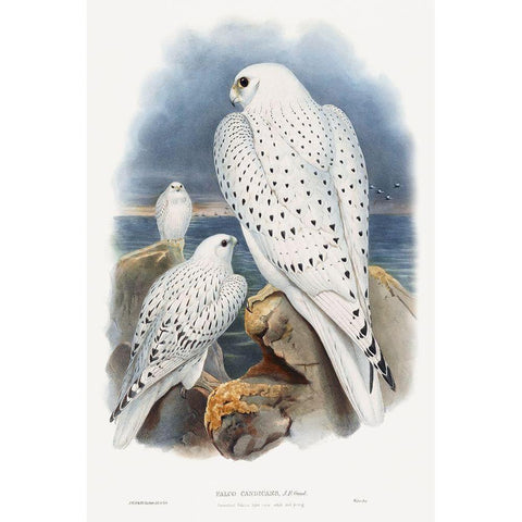 Greenland Falcon Black Modern Wood Framed Art Print with Double Matting by Gould, John