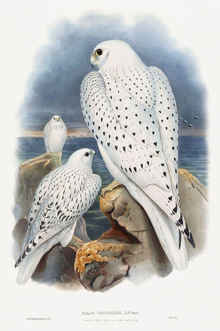 Greenland Falcon White Modern Wood Framed Art Print with Double Matting by Gould, John