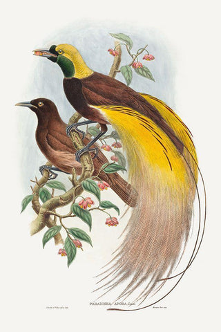 Bird of Paradise-Paradisea apoda Black Ornate Wood Framed Art Print with Double Matting by Gould, John