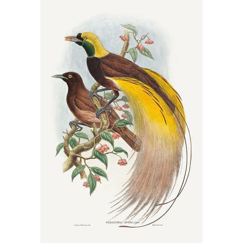 Bird of Paradise-Paradisea apoda White Modern Wood Framed Art Print by Gould, John