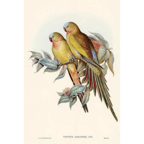 The Princess of Waless Parakeet-Polytelis Alexandrae Gold Ornate Wood Framed Art Print with Double Matting by Gould, John