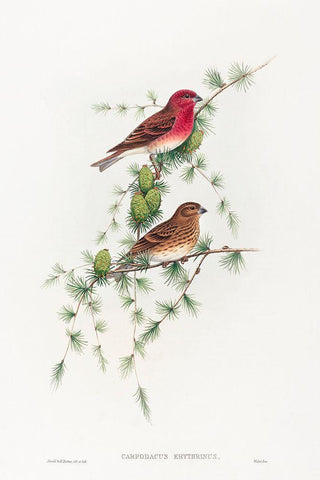 Carpodacus erythrinus-Common Rose Finch White Modern Wood Framed Art Print with Double Matting by Gould, John