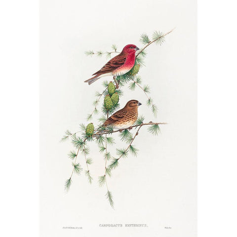 Carpodacus erythrinus-Common Rose Finch White Modern Wood Framed Art Print by Gould, John