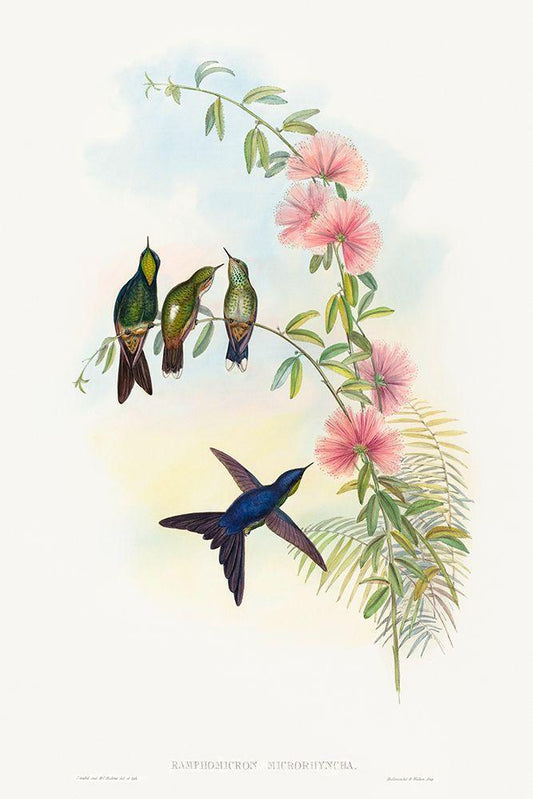 Image Only