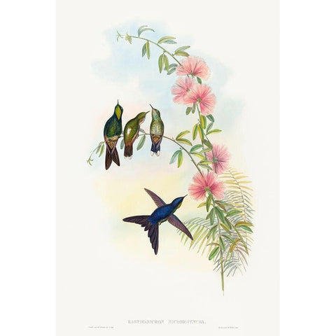 Ramphomicron microrhyncha-Small-billed Thornbill White Modern Wood Framed Art Print by Gould, John