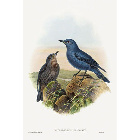 Petrocossyphus cyanus-Blue Rockthrush White Modern Wood Framed Art Print by Gould, John