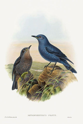 Petrocossyphus cyanus-Blue Rockthrush White Modern Wood Framed Art Print with Double Matting by Gould, John