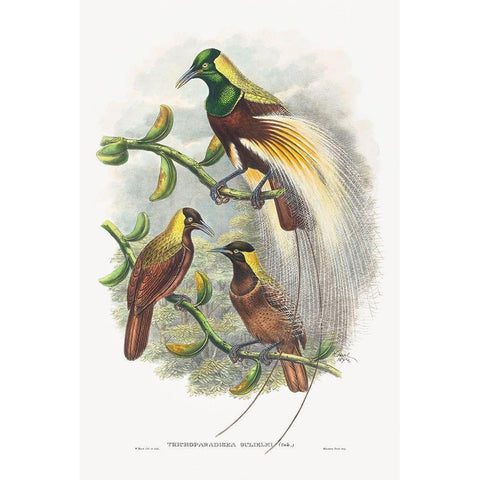 Trichoparadisea Gulielmi Gold Ornate Wood Framed Art Print with Double Matting by Gould, John