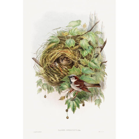 Passer Domesticus-House Sparrow Gold Ornate Wood Framed Art Print with Double Matting by Gould, John