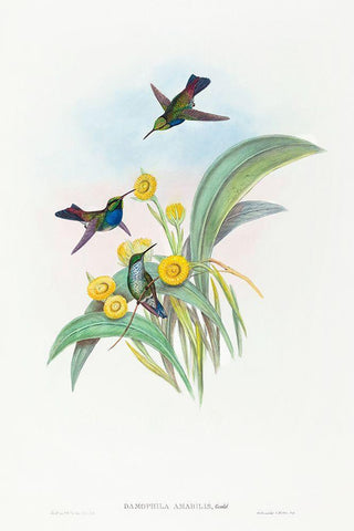 Damophila amabilis-Blue-breasted Hummingbird Black Ornate Wood Framed Art Print with Double Matting by Gould, John