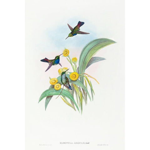 Damophila amabilis-Blue-breasted Hummingbird Gold Ornate Wood Framed Art Print with Double Matting by Gould, John