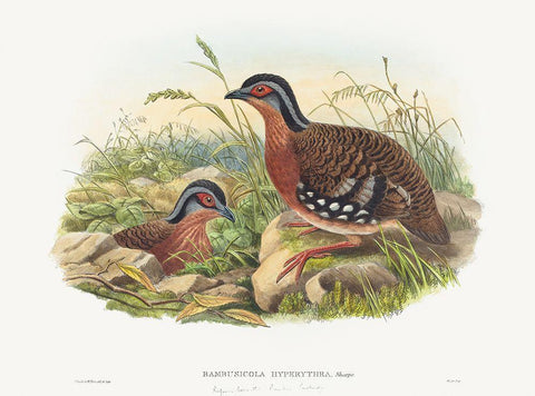 Rufous-breasted Bamboo Partridge-Bambusicola Hyperythra White Modern Wood Framed Art Print with Double Matting by Gould, John