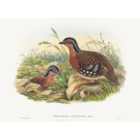 Rufous-breasted Bamboo Partridge-Bambusicola Hyperythra Gold Ornate Wood Framed Art Print with Double Matting by Gould, John