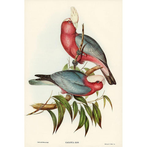 Cacatua Eos-Rose-breasted Cockatoo Black Modern Wood Framed Art Print with Double Matting by Gould, John