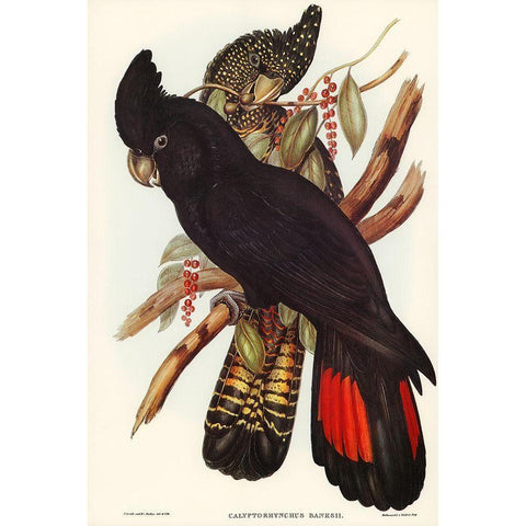 Banksian Cockatoo-Calyptorhynchus Banksii Black Modern Wood Framed Art Print with Double Matting by Gould, John