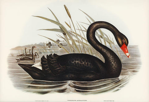 Black Swan-Cygnus atratus Black Ornate Wood Framed Art Print with Double Matting by Gould, John