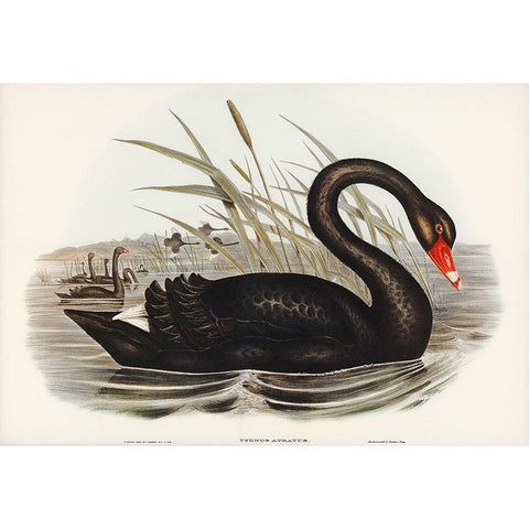 Black Swan-Cygnus atratus Gold Ornate Wood Framed Art Print with Double Matting by Gould, John