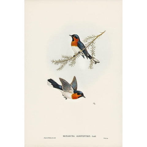 White-bellied Flycatcher-Monarcha albiventris White Modern Wood Framed Art Print by Gould, John