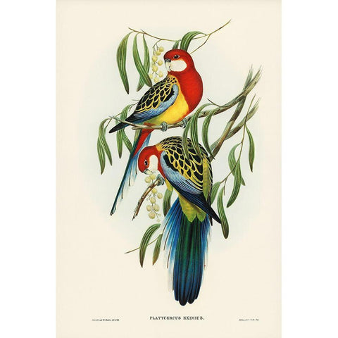 Rose-hill Parakeet-Platycercus eximius Gold Ornate Wood Framed Art Print with Double Matting by Gould, John