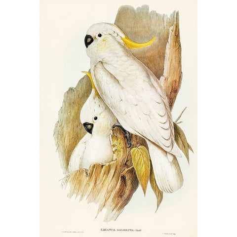 Crested Cockatoo-Cacatua galerita Gold Ornate Wood Framed Art Print with Double Matting by Gould, John