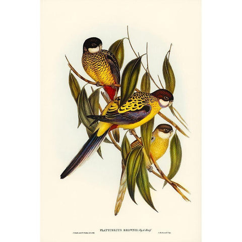 Browns Parakeet-Platycercus Brownii Gold Ornate Wood Framed Art Print with Double Matting by Gould, John