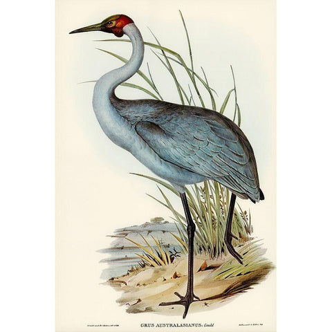 Australian Crane-Grus Australasianus Black Modern Wood Framed Art Print with Double Matting by Gould, John