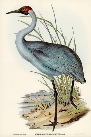 Australian Crane-Grus Australasianus White Modern Wood Framed Art Print with Double Matting by Gould, John