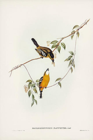 Yellow-breasted Flycatcher-Machaerirhynchus flaviventer White Modern Wood Framed Art Print with Double Matting by Gould, John