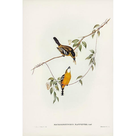 Yellow-breasted Flycatcher-Machaerirhynchus flaviventer Black Modern Wood Framed Art Print with Double Matting by Gould, John