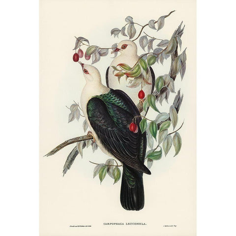 White-headed Fruit Pigeon-Carpophaga leucomela White Modern Wood Framed Art Print by Gould, John