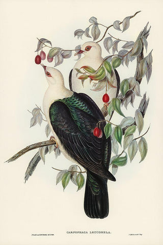 White-headed Fruit Pigeon-Carpophaga leucomela Black Ornate Wood Framed Art Print with Double Matting by Gould, John