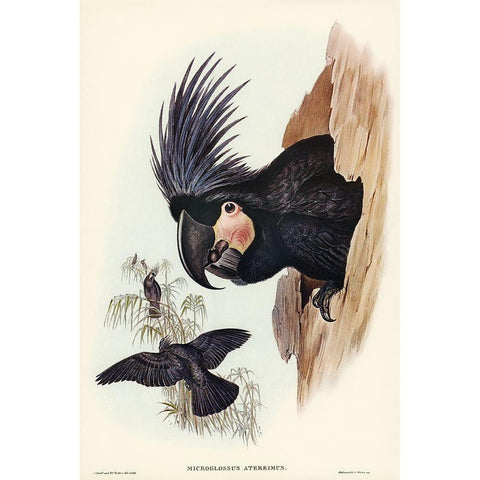 Great Palm-Cuckatoo-Microglossus aterrimus Gold Ornate Wood Framed Art Print with Double Matting by Gould, John