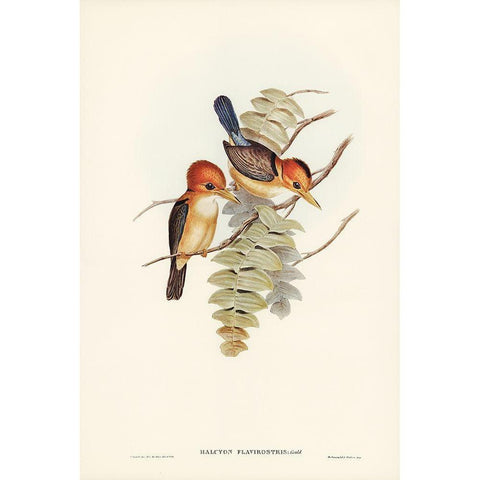 Yellow-billed Kingfisher-Halcyon flavirostris White Modern Wood Framed Art Print by Gould, John