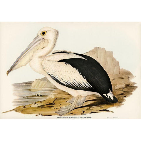 Australian Pelican-Pelecanus conspicillatus Black Modern Wood Framed Art Print with Double Matting by Gould, John