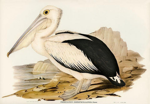 Australian Pelican-Pelecanus conspicillatus Black Ornate Wood Framed Art Print with Double Matting by Gould, John