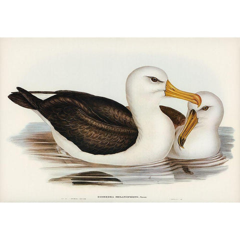 Black-eyebrowed Albatros-Diomedea melanophrys White Modern Wood Framed Art Print by Gould, John