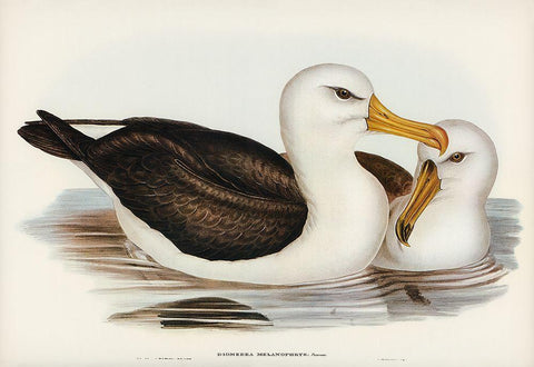 Black-eyebrowed Albatros-Diomedea melanophrys Black Ornate Wood Framed Art Print with Double Matting by Gould, John