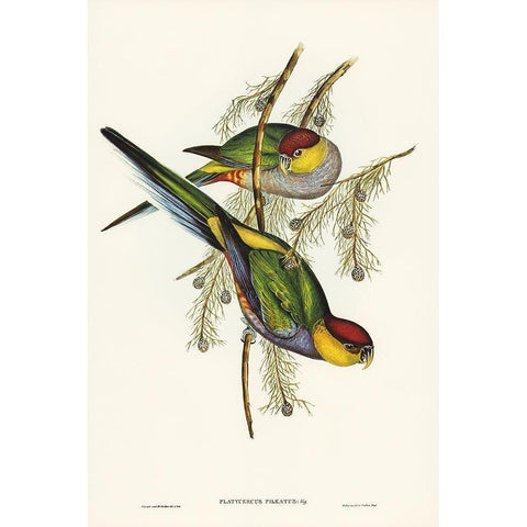 Red-capped Parakeet-Platycercus pileatus Gold Ornate Wood Framed Art Print with Double Matting by Gould, John