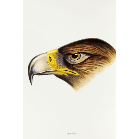 Wedge-tailed Eagle-Aquila fucosa Black Modern Wood Framed Art Print with Double Matting by Gould, John