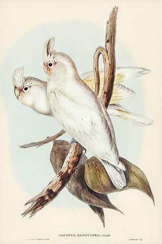 Blood-stained Cockatoo-Cacatua sanguinca White Modern Wood Framed Art Print with Double Matting by Gould, John