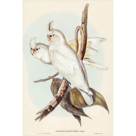 Blood-stained Cockatoo-Cacatua sanguinca White Modern Wood Framed Art Print by Gould, John