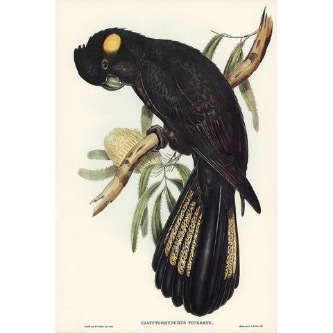 Funereal Cockatoo-Calyptorhynchus funereus Black Modern Wood Framed Art Print with Double Matting by Gould, John