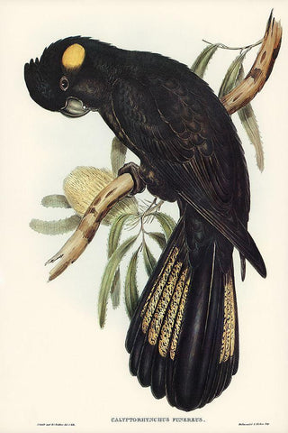 Funereal Cockatoo-Calyptorhynchus funereus Black Ornate Wood Framed Art Print with Double Matting by Gould, John