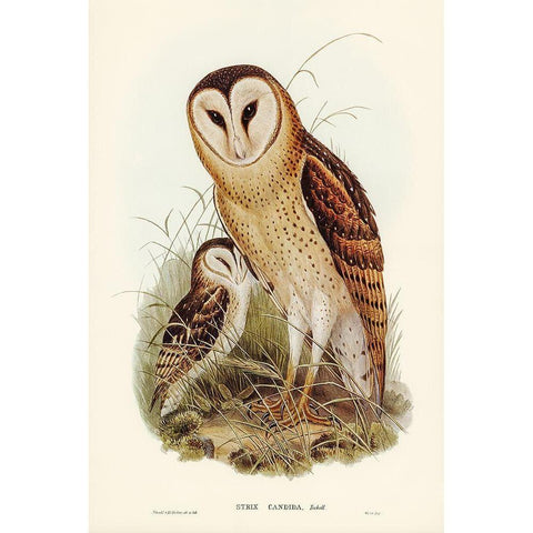 Grass-Owl-Strix candida Gold Ornate Wood Framed Art Print with Double Matting by Gould, John