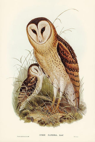 Grass-Owl-Strix candida White Modern Wood Framed Art Print with Double Matting by Gould, John