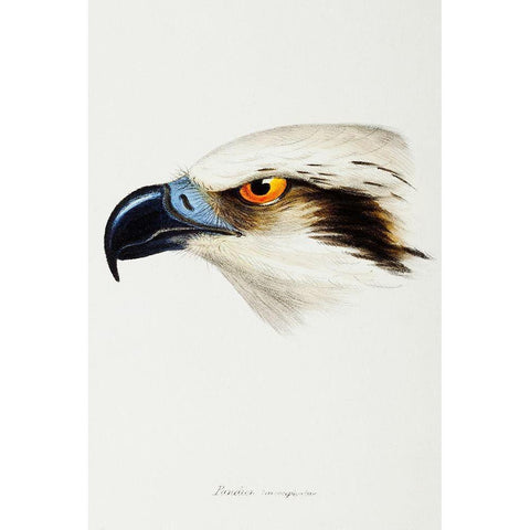 White-headed Osprey-Pandion leucocephalus White Modern Wood Framed Art Print by Gould, John