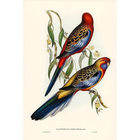 Adelaide Parakeet-Platycercus Adelaidiae Gold Ornate Wood Framed Art Print with Double Matting by Gould, John