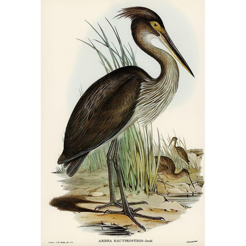 Great-billed Heron-Ardea rectirostris Black Modern Wood Framed Art Print with Double Matting by Gould, John