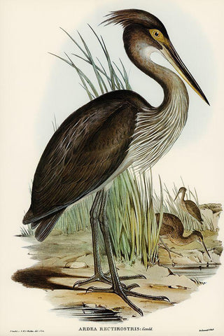 Great-billed Heron-Ardea rectirostris White Modern Wood Framed Art Print with Double Matting by Gould, John